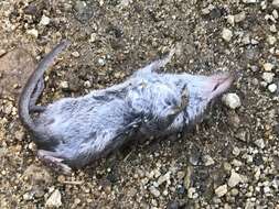 Image of Asian Lesser White-toothed Shrew