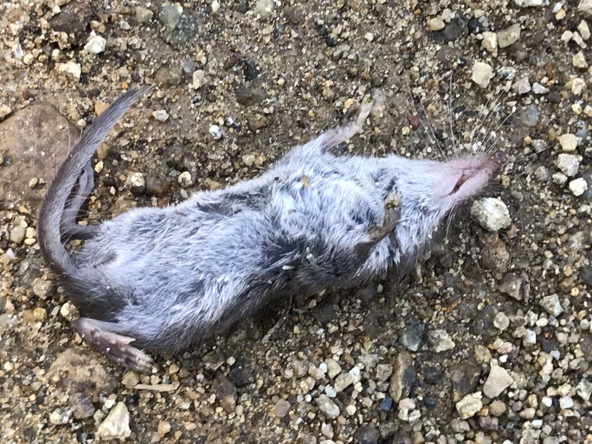 Image of Asian Lesser White-toothed Shrew