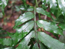 Image of Ptisana pellucida (C. Presl) Murdock