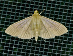 Image of <i>Patania silicalis</i>