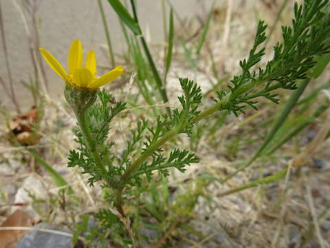 Imagem de Anacyclus radiatus Loisel.