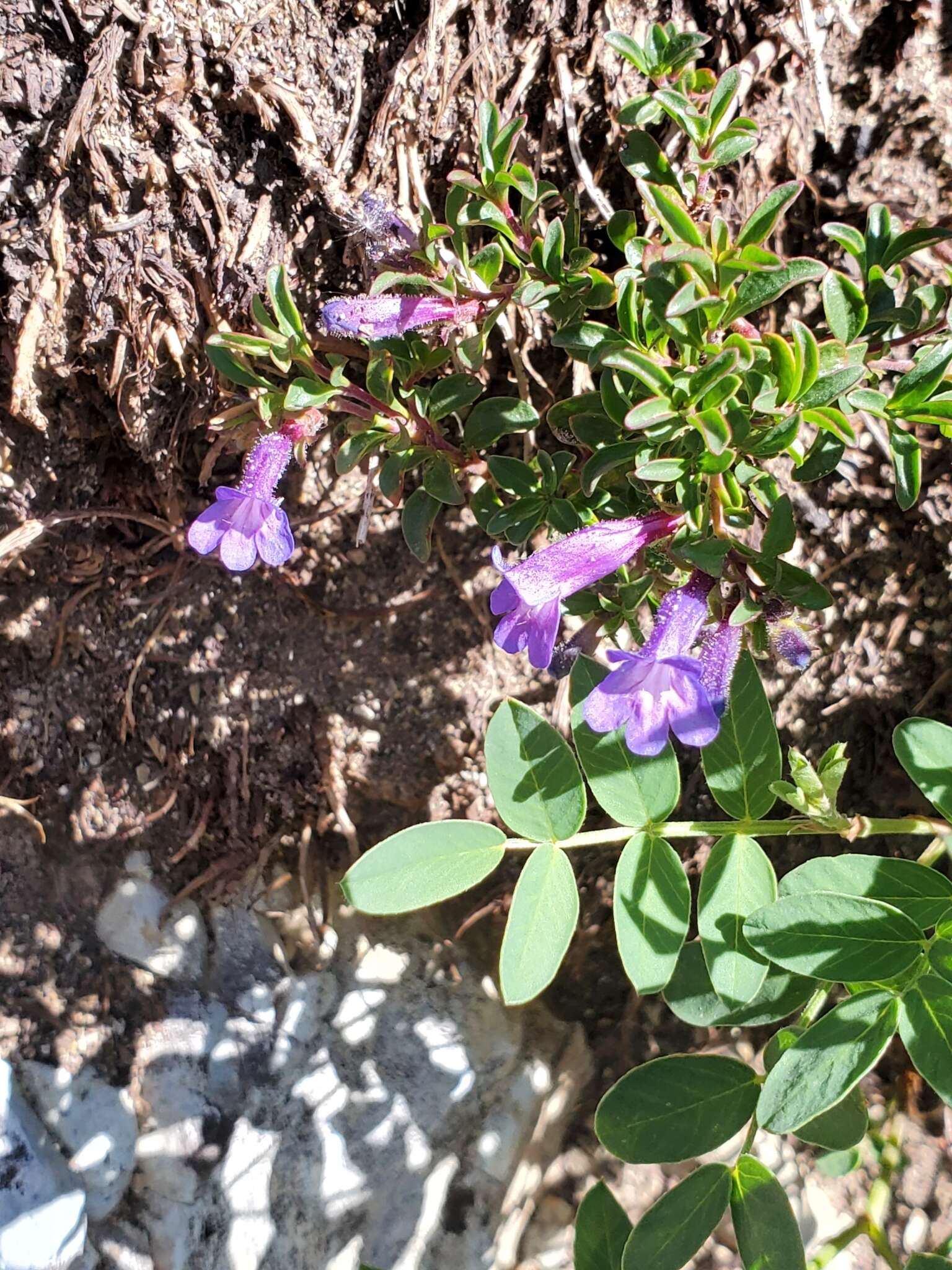 Image of mat penstemon