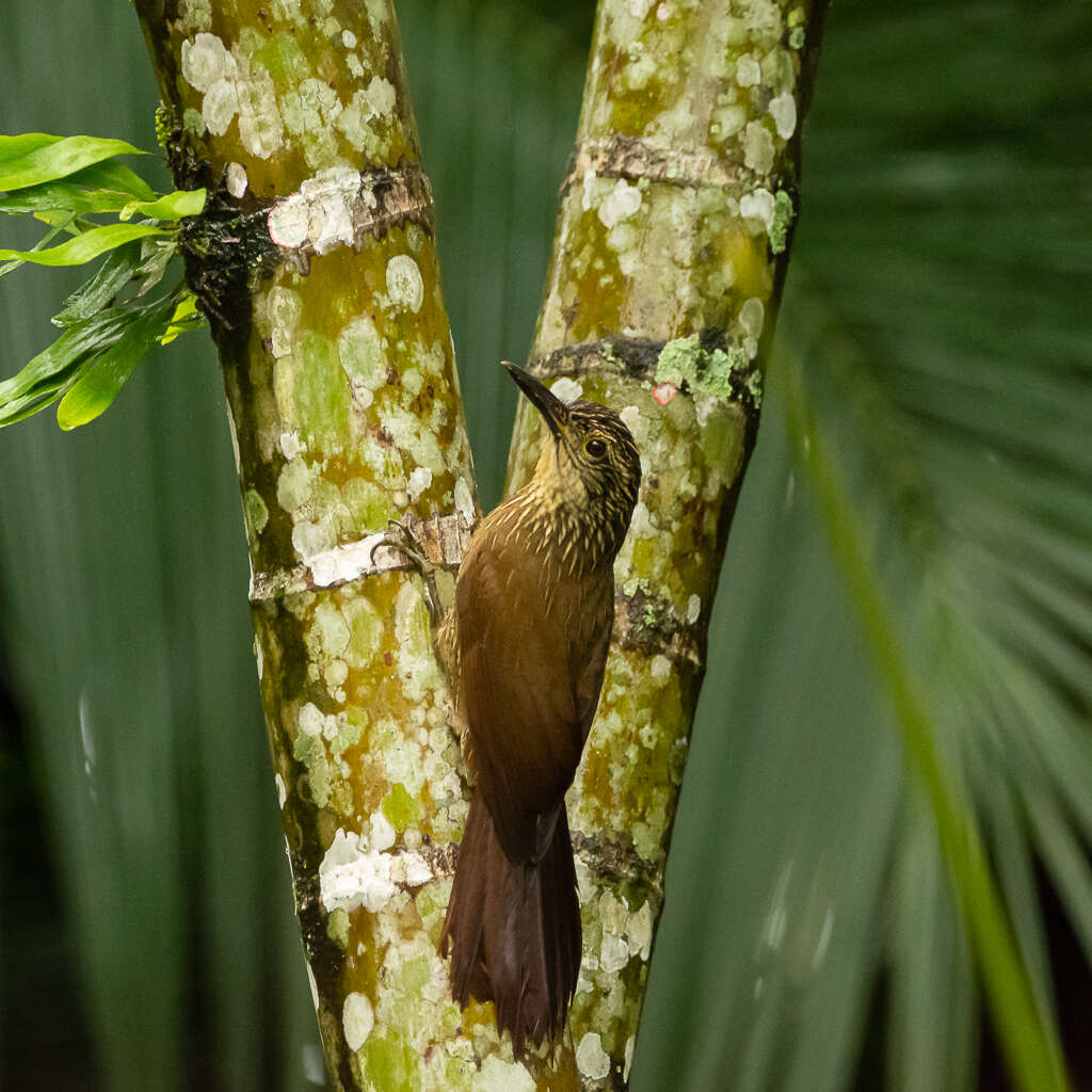 Image of Planalto Woodcreeper