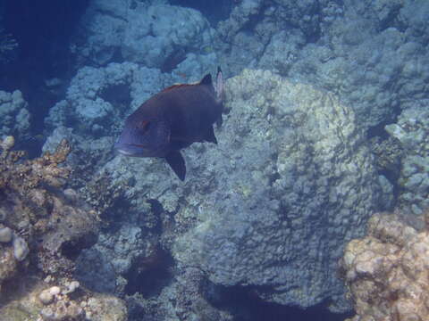 Image of Giant sweetlips