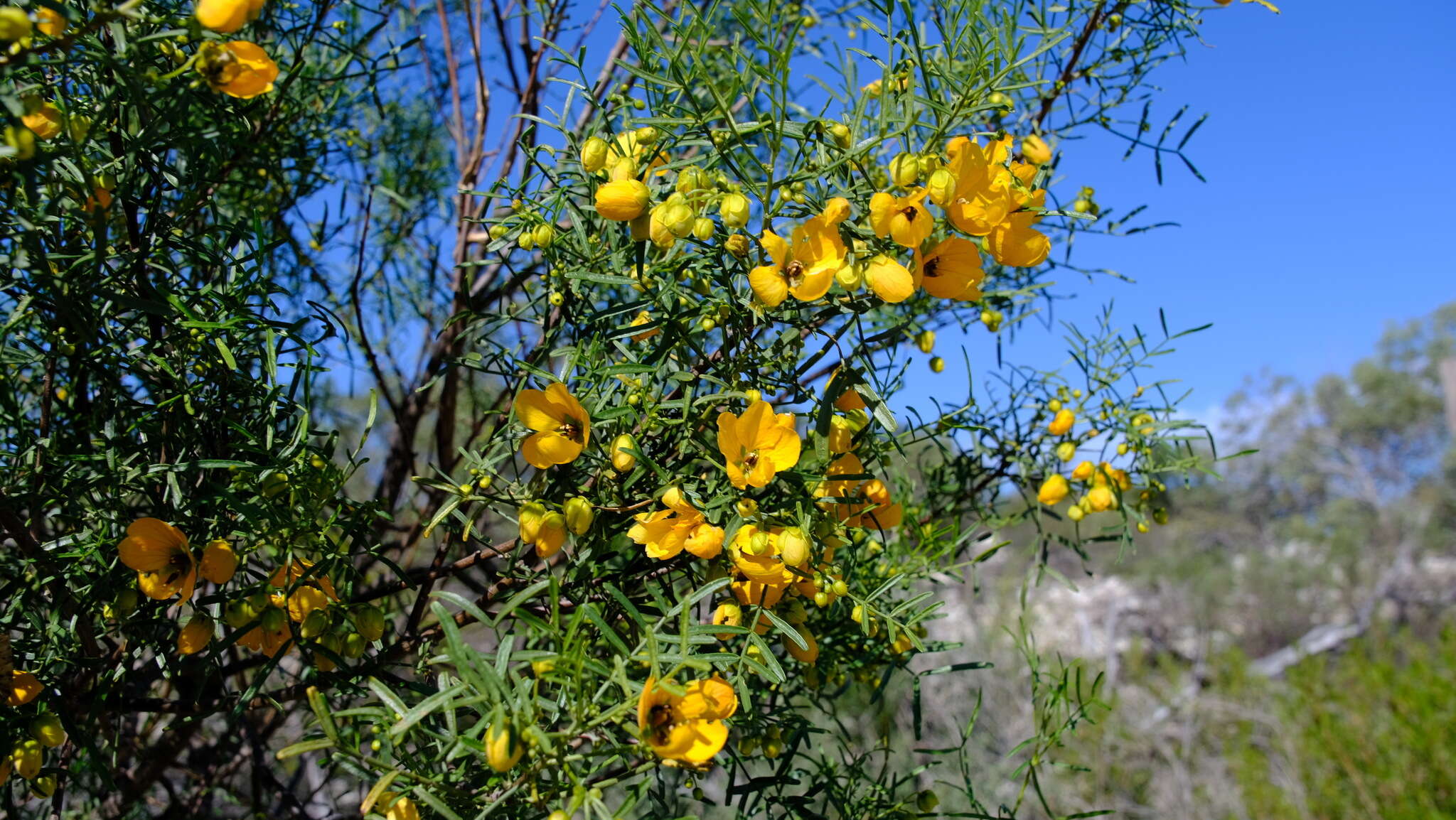 Plancia ëd <i>Senna glutinosa</i>