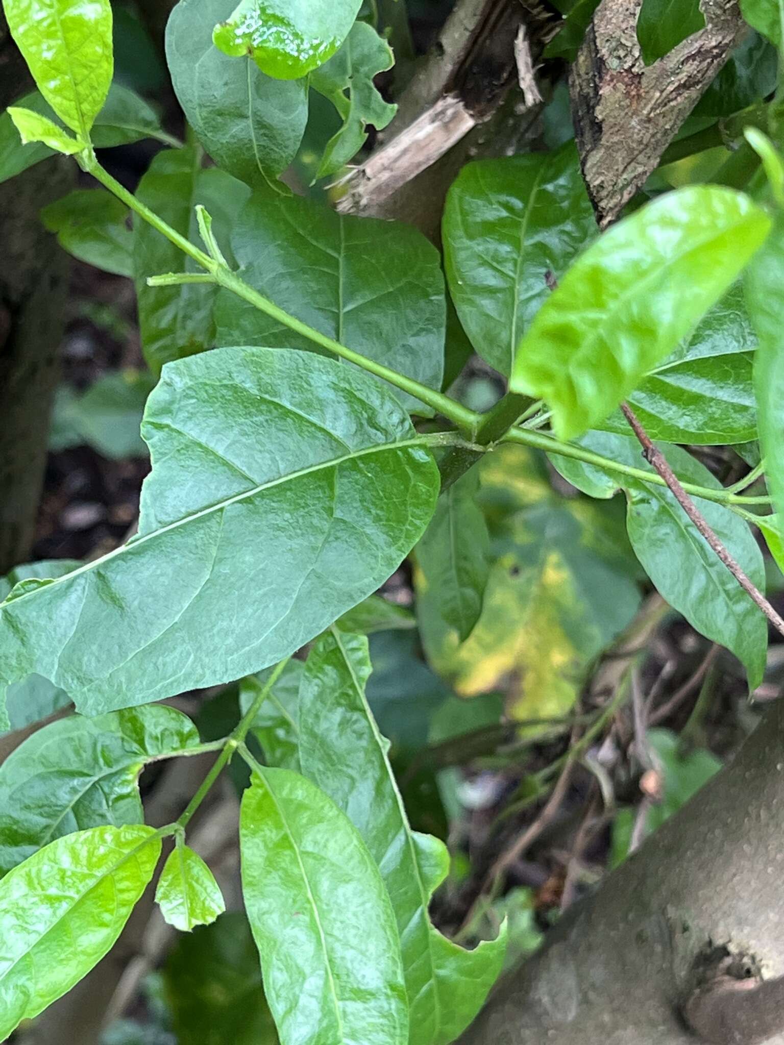 Image of Vangueria lasiantha (Sond.) Sond.