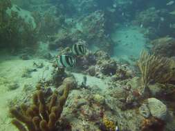 Image of Banded Butterflyfish