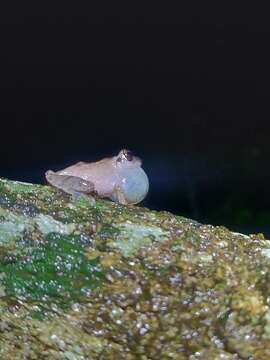 Image of Pseudophilautus amboli (Biju & Bossuyt 2009)