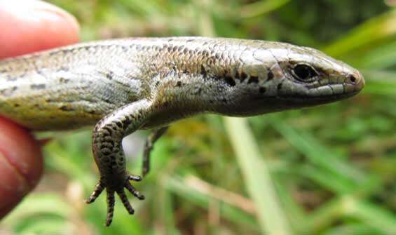 Image of Te Kakahu skink