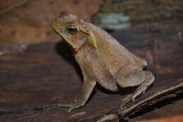 Image of Rhinella sebbeni Vaz-Silva, Maciel, Bastos & Pombal 2015