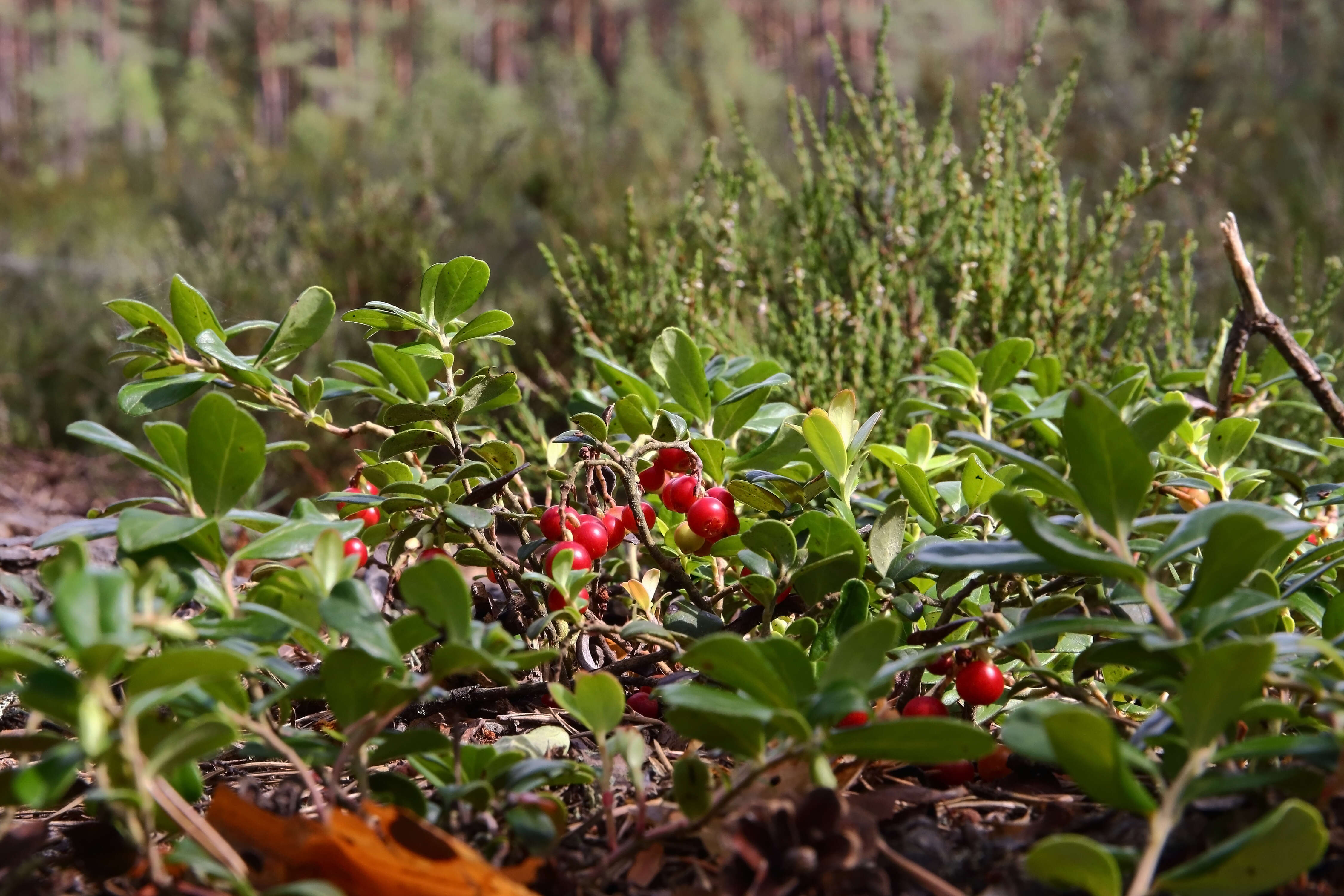 Image of lingonberry