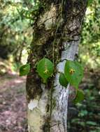 Image of Lepanthes appendiculata Ames