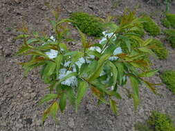 Imagem de Prunus glandulosa C. P. Thunb. ex A. Murray