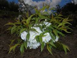 Imagem de Prunus glandulosa C. P. Thunb. ex A. Murray