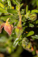 Hibbertia glebosa subsp. glebosa resmi