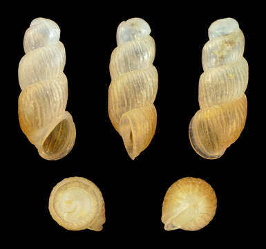 Image of Looping snail