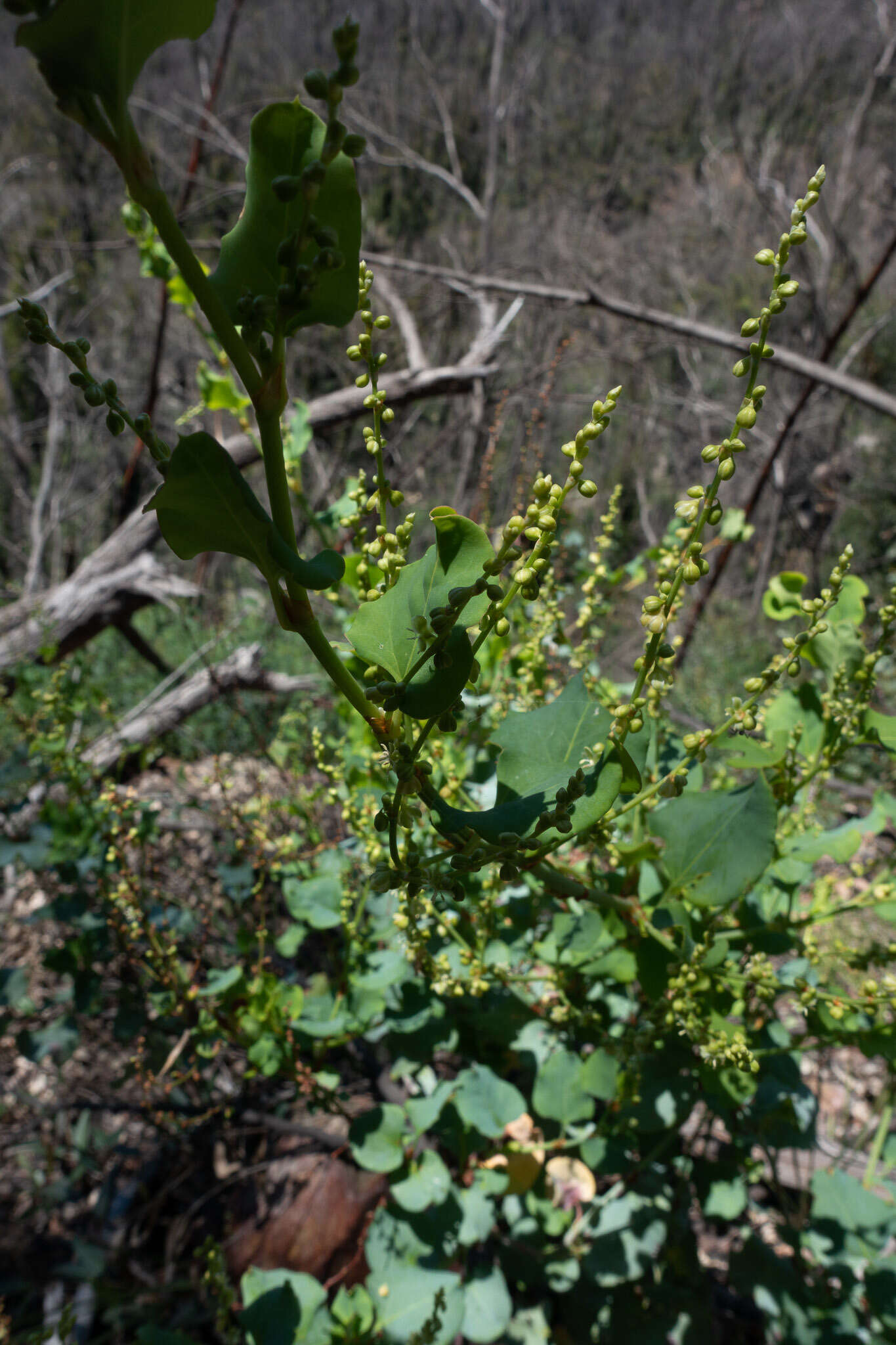 Слика од Muehlenbeckia rhyticarya F. Müll.