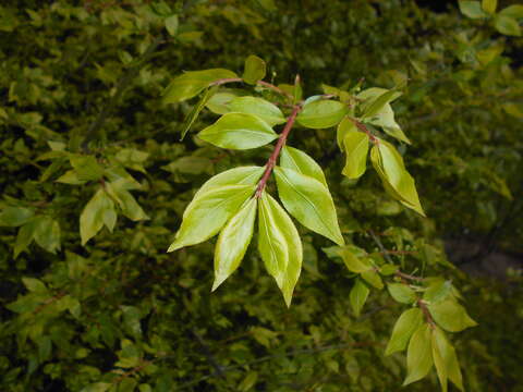 Слика од Euonymus alatus (Thunb.) Siebold