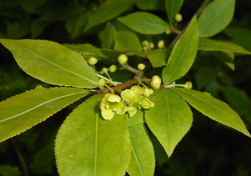 Image de Euonymus alatus (Thunb.) Siebold