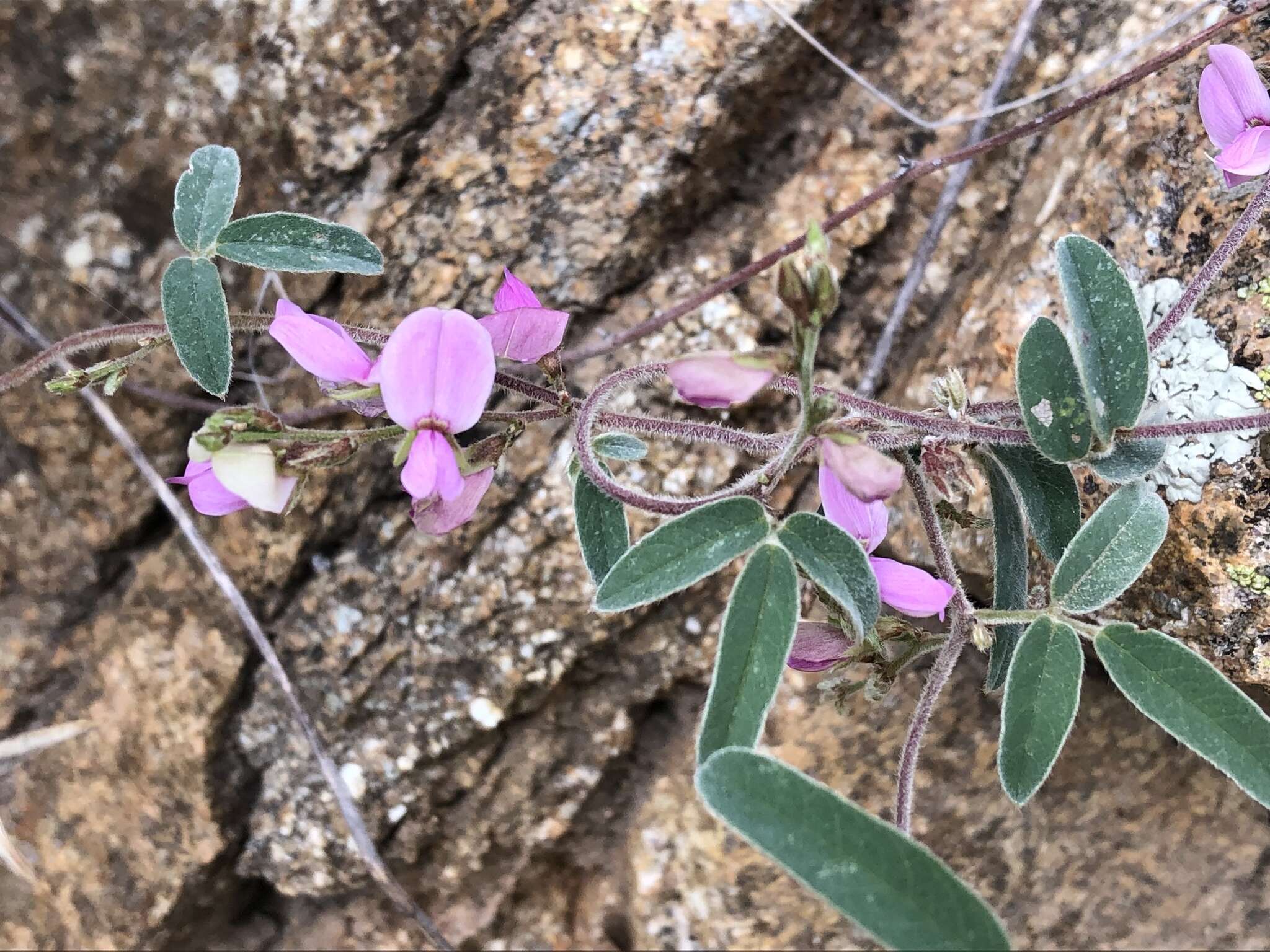 Image of Wright's milkpea