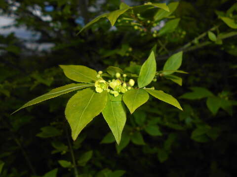 Слика од Euonymus alatus (Thunb.) Siebold