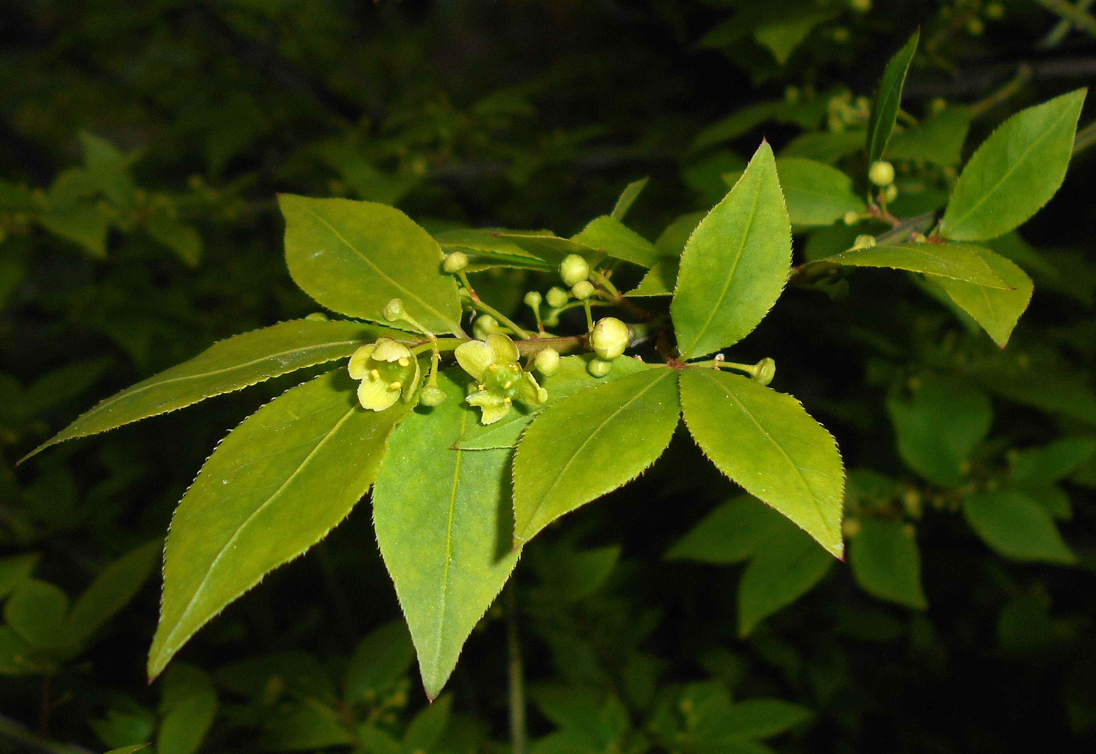 Image de Euonymus alatus (Thunb.) Siebold