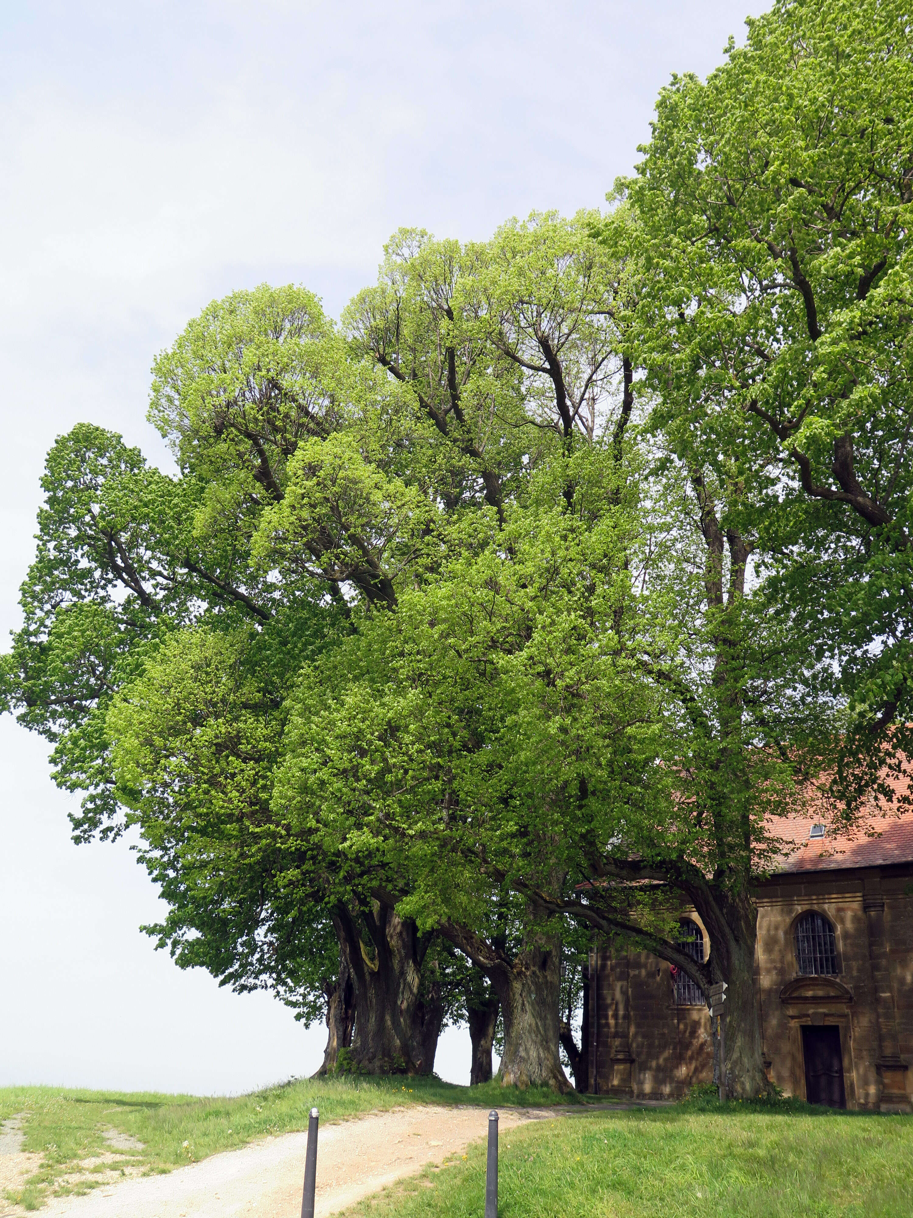 Image of Littleleaf Linden