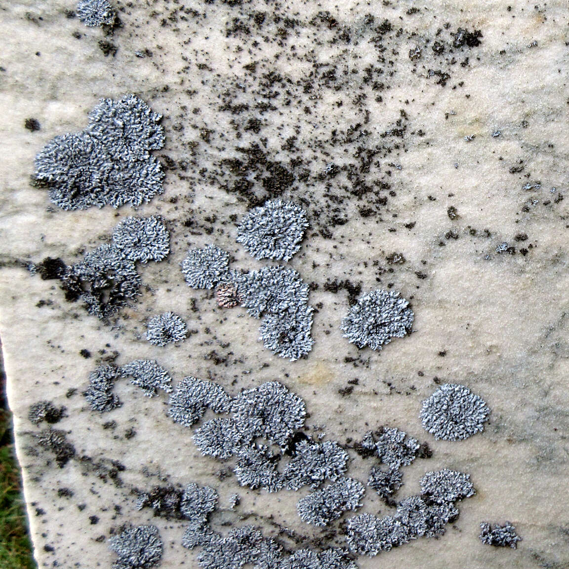 Image of Blue-gray rosette lichen