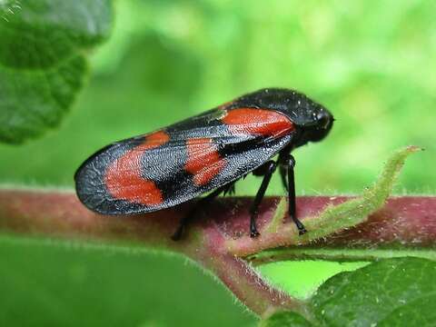 Image of Red-and-black Froghopper