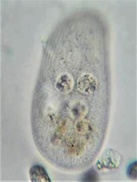 Image of Turaniellidae