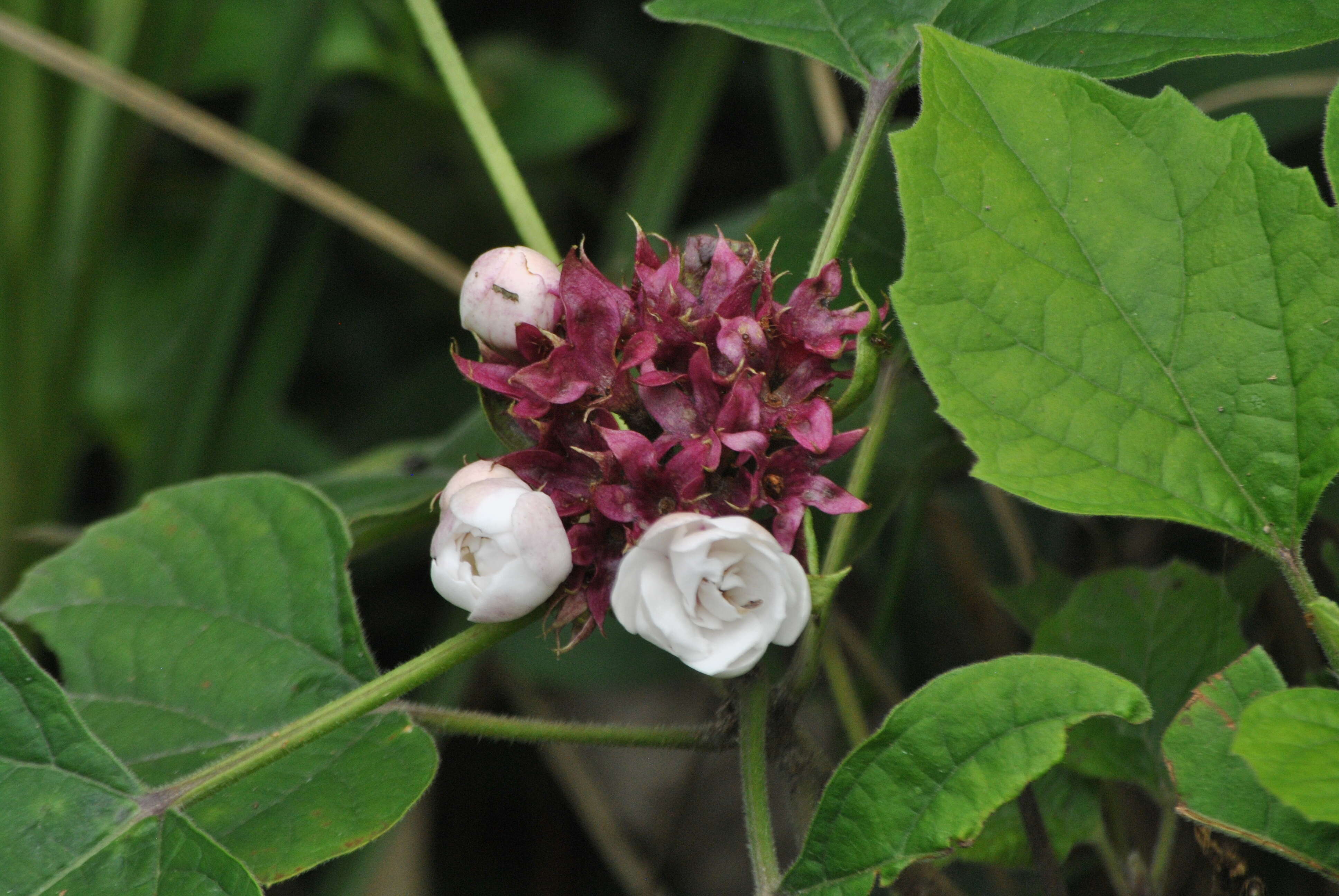 Image of stickbush