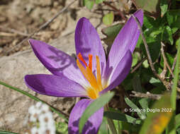 Image of early crocus