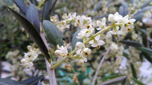 Plancia ëd Olea europaea L.