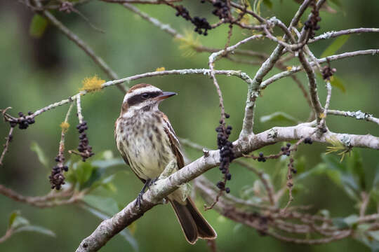 Image of Empidonomus varius varius (Vieillot 1818)