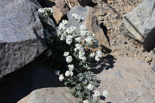 Image of alpine false candytuft