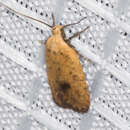 Image of Agonopterix posticella Walsingham 1881