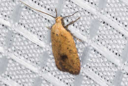 Image of Agonopterix posticella Walsingham 1881