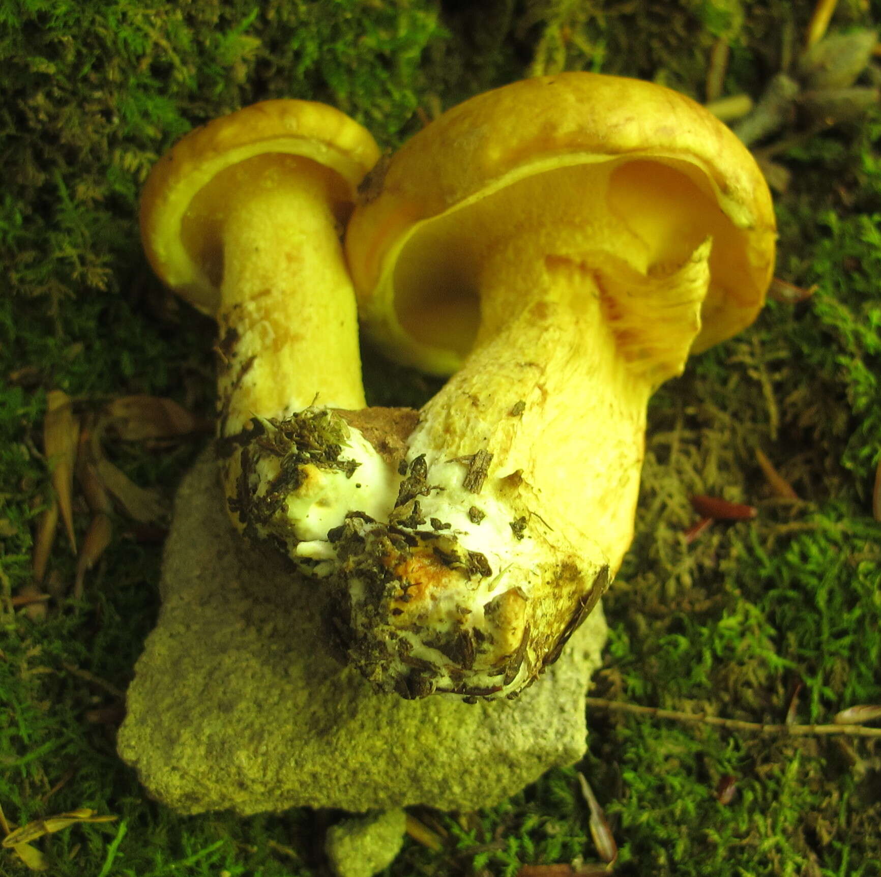 Image of Suillus subaureus (Peck) Snell 1944