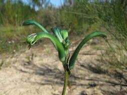 Image of Anigozanthos viridis Endl.