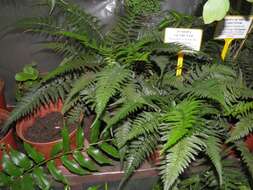 Image of East Indian hollyfern
