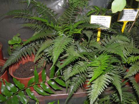 Image of East Indian hollyfern