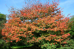 Acer cissifolium (Sieb. & Zucc.) C. Koch resmi