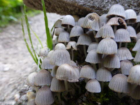 Image of Coprinellus disseminatus (Pers.) J. E. Lange 1938