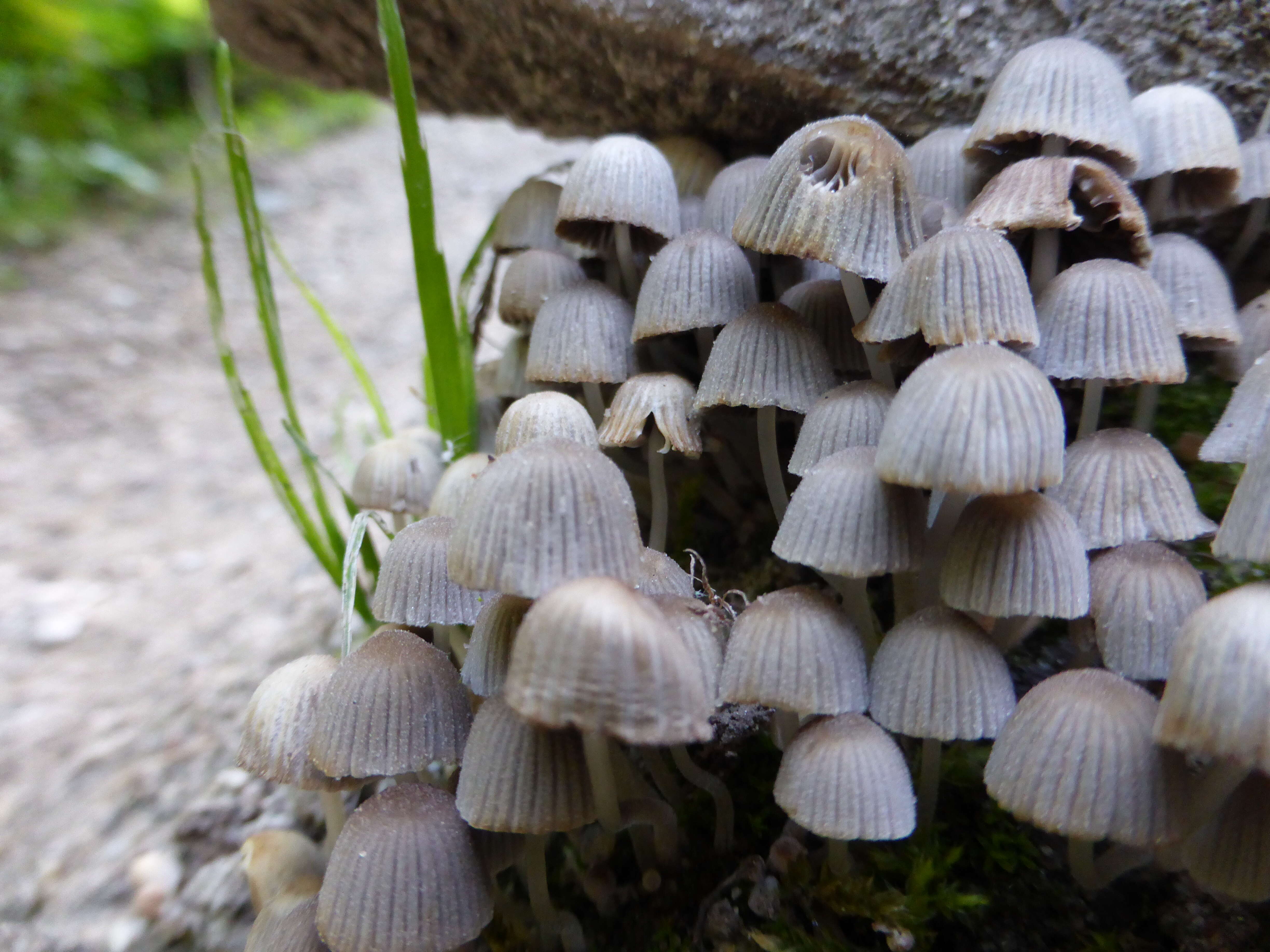 Image of Trooping Inkcaps