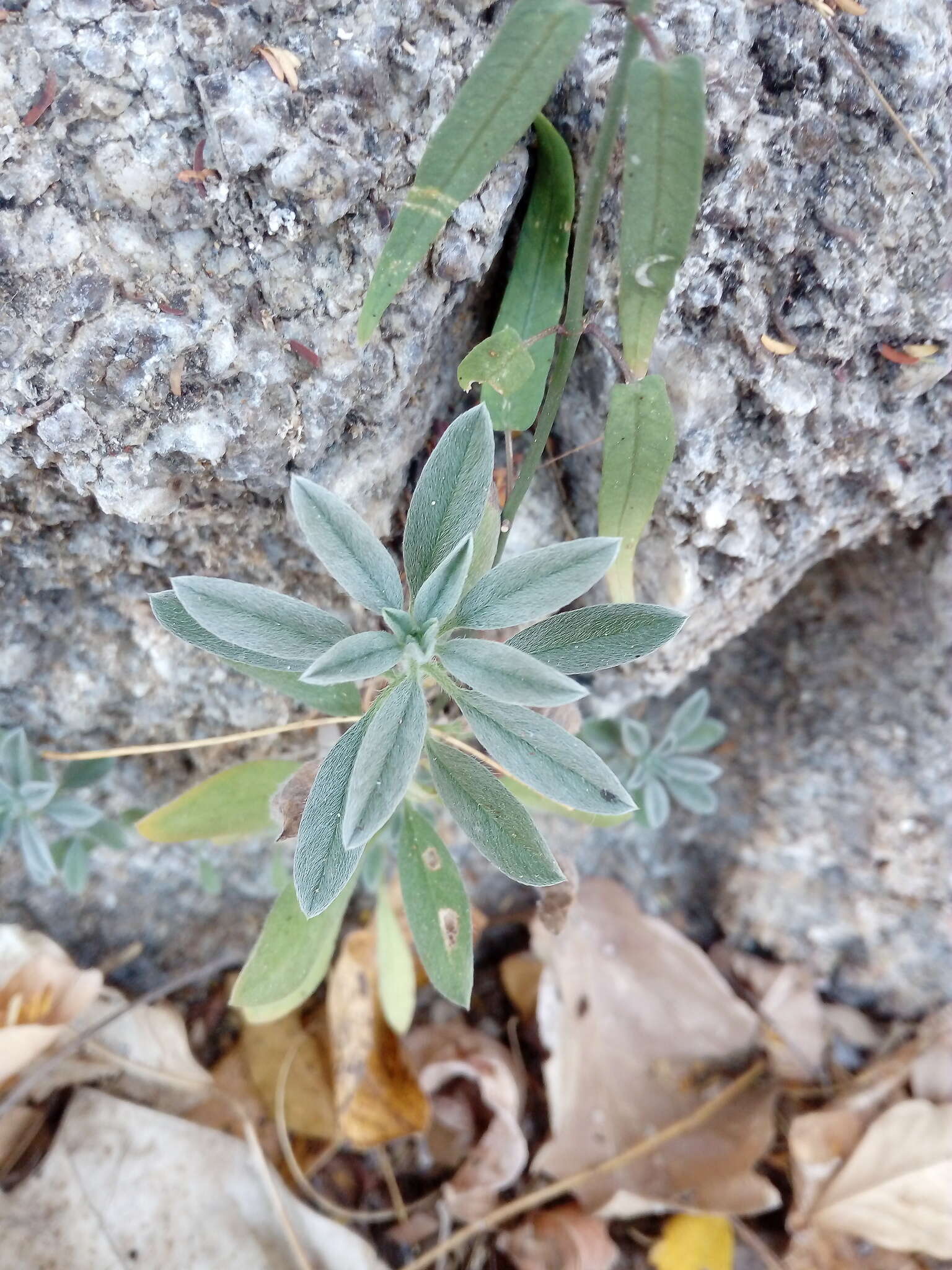 صورة Euploca procumbens (Mill.) Diane & Hilger