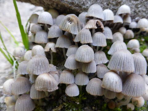 Image of Trooping Inkcaps