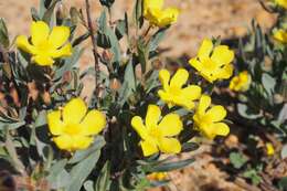 Image of Hibbertia potentilliflora F. Müll. ex Benth.