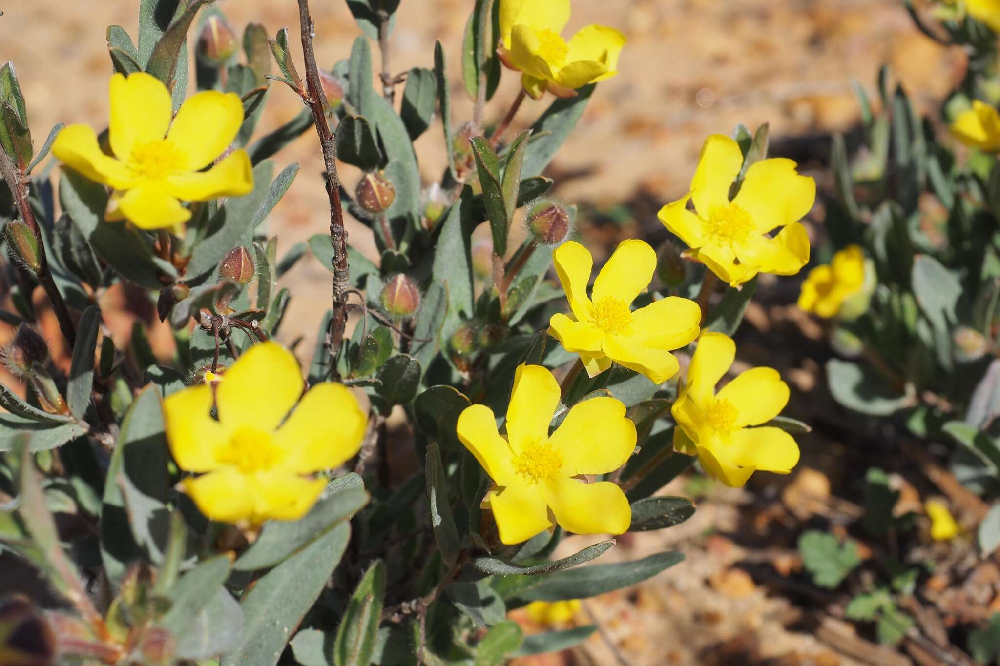 Image of Hibbertia potentilliflora F. Müll. ex Benth.