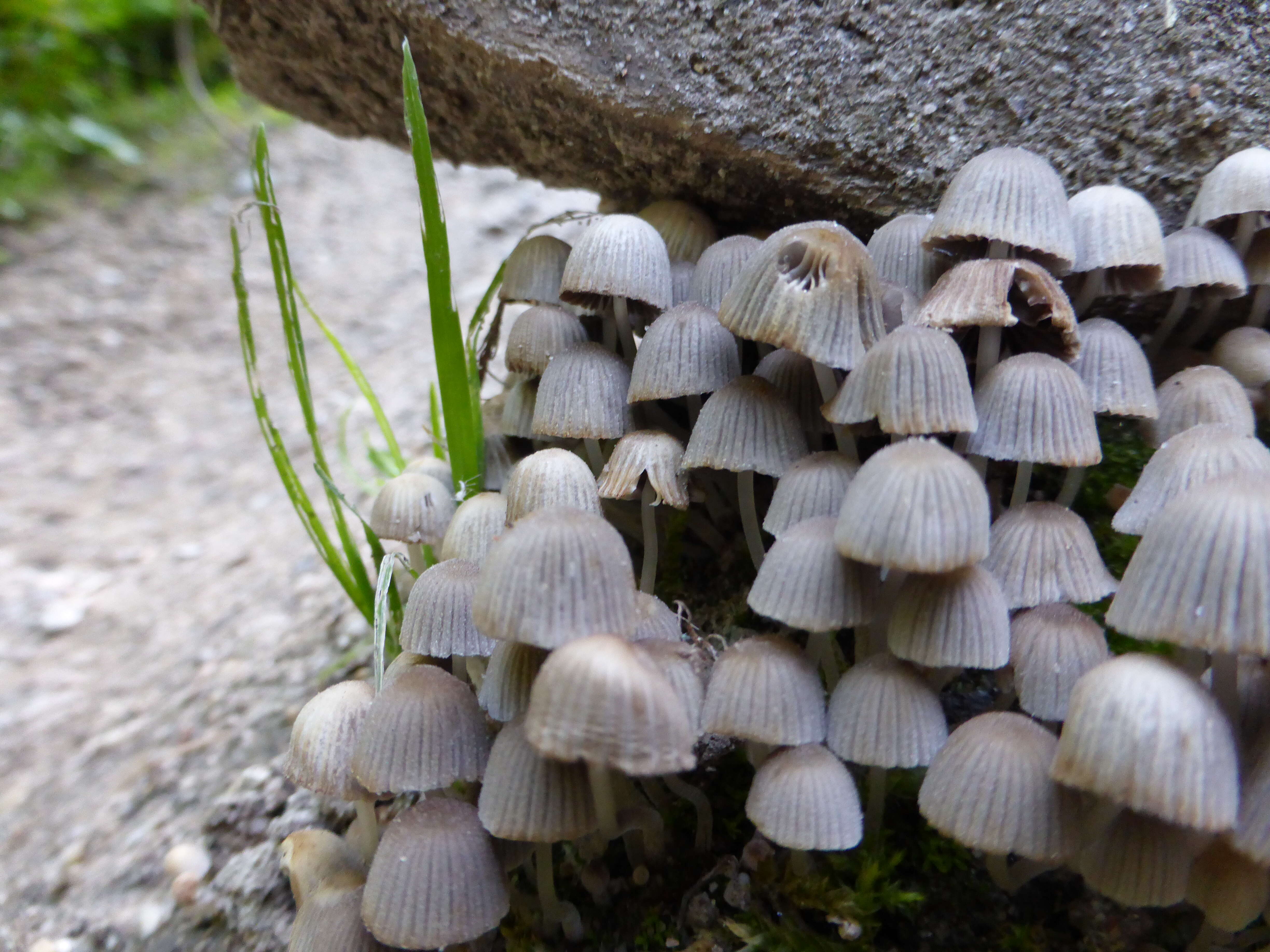 Image of Trooping Inkcaps