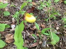 Imagem de Cypripedium parviflorum var. parviflorum